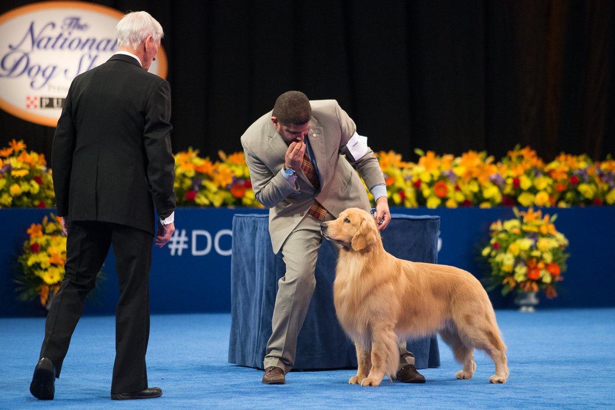 TheNatlDogShow's tweet photo. The Sporting Group of dogs are often referred to as "gun dogs" because they aided hunters in the capture and retrieval of feathered game. Don't miss all the fun at this year's live event, held on November 20 and 21. Tickets are selling fast, get yours now: https://t.co/7m5UVSvtL0 https://t.co/Ju6HuPZbap