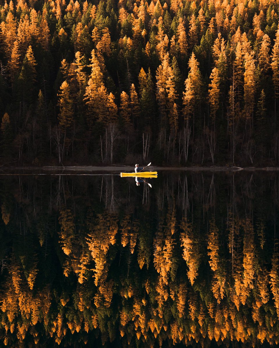 Oh no, the larch trees, they’re golden
