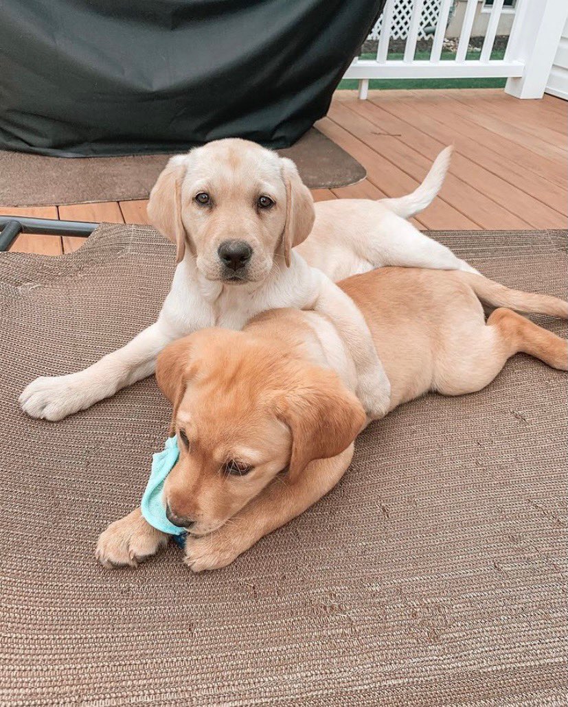 dog_rates's tweet photo. This is Sadie and Niki. They have to be touching at all times. Doesn't matter how. 14/10 for both https://t.co/7HWvwUs51C