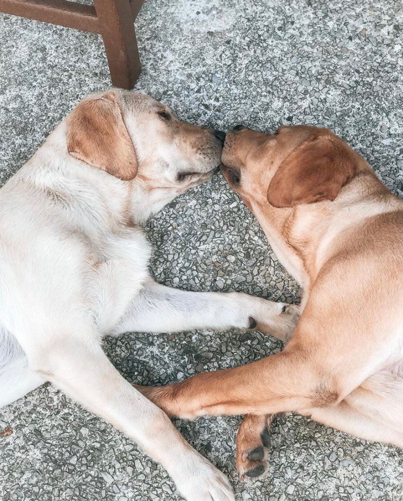 dog_rates's tweet photo. This is Sadie and Niki. They have to be touching at all times. Doesn't matter how. 14/10 for both https://t.co/7HWvwUs51C