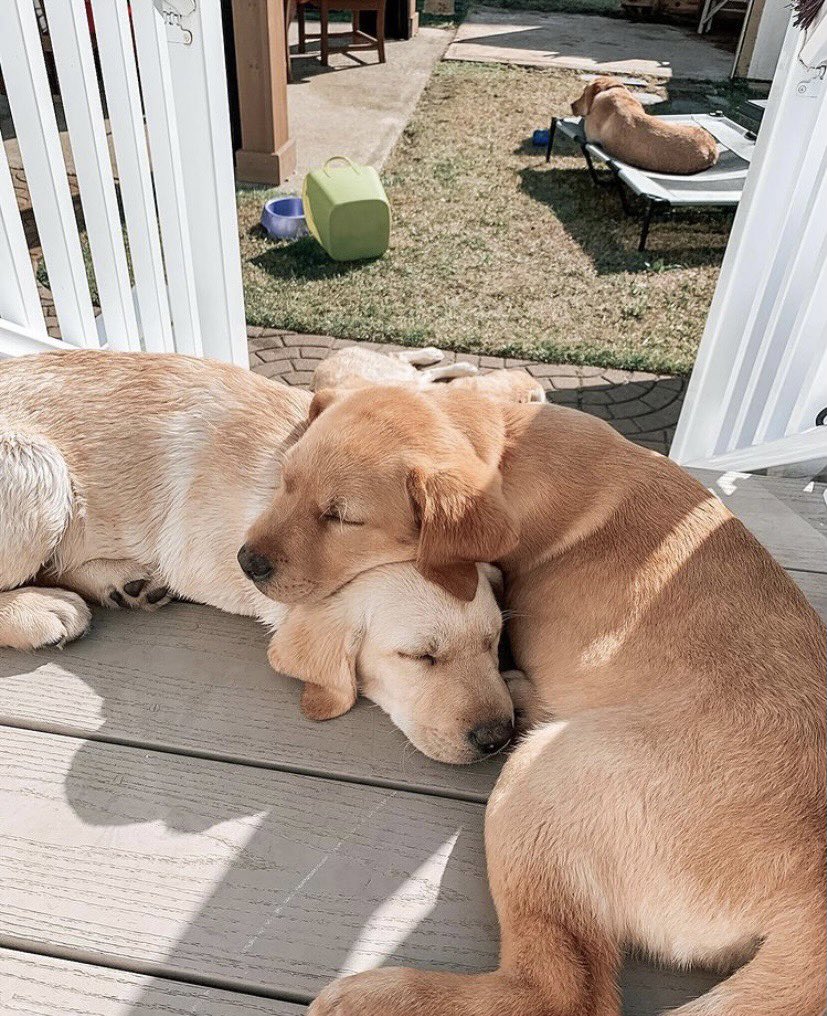 dog_rates's tweet photo. This is Sadie and Niki. They have to be touching at all times. Doesn't matter how. 14/10 for both https://t.co/7HWvwUs51C
