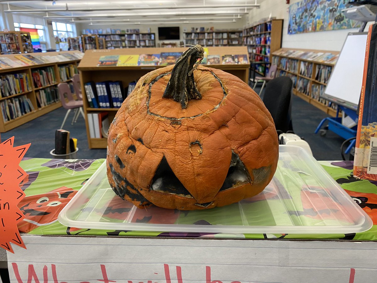 WilshireLibrary's tweet photo. Ss have been fascinated this week by the decomposition of our #LibraryPumpkins! Many have chosen to sketch 🎃 & record changes. We talked about what we could have done differently. One student suggested that we carved the pumpkins too early. #PumpkinInquiry #ONSchoolLibraries https://t.co/MR9FpFlQWr