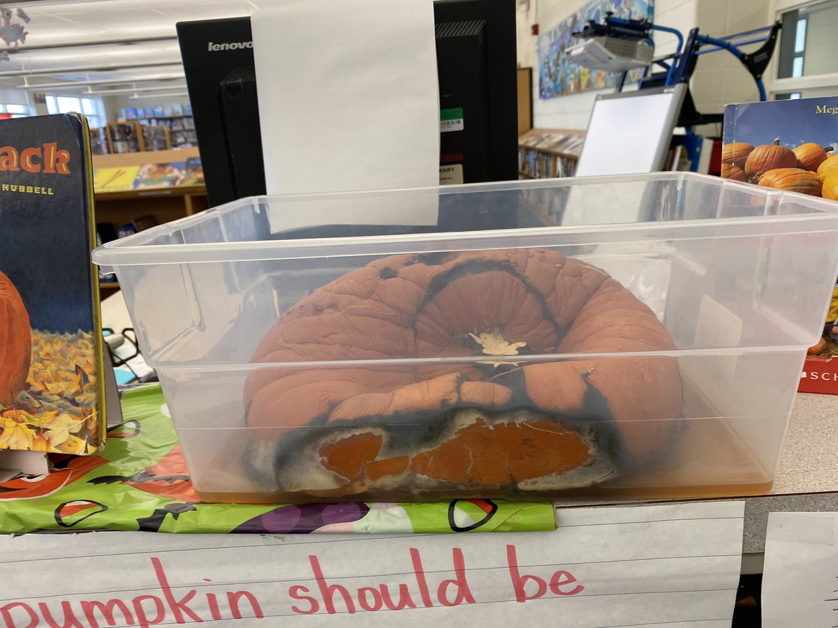 WilshireLibrary's tweet photo. Ss have been fascinated this week by the decomposition of our #LibraryPumpkins! Many have chosen to sketch 🎃 & record changes. We talked about what we could have done differently. One student suggested that we carved the pumpkins too early. #PumpkinInquiry #ONSchoolLibraries https://t.co/MR9FpFlQWr
