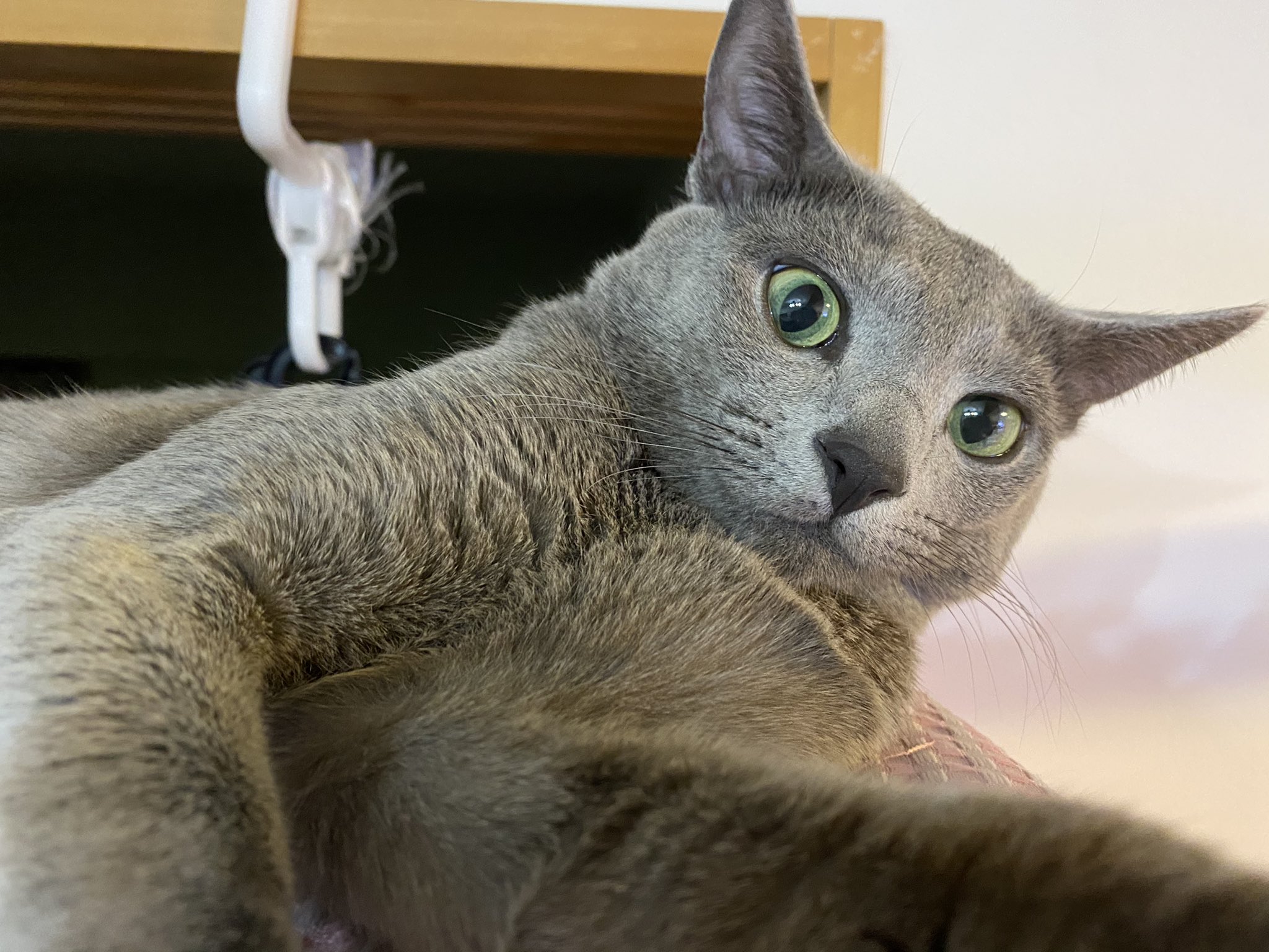 のあくん びっくりしているお顔と 甘えているお顔 猫のいる暮らし 猫好きさんと繫がりたい ロシアンブルー T Co Jsqfhmnpnv Twitter