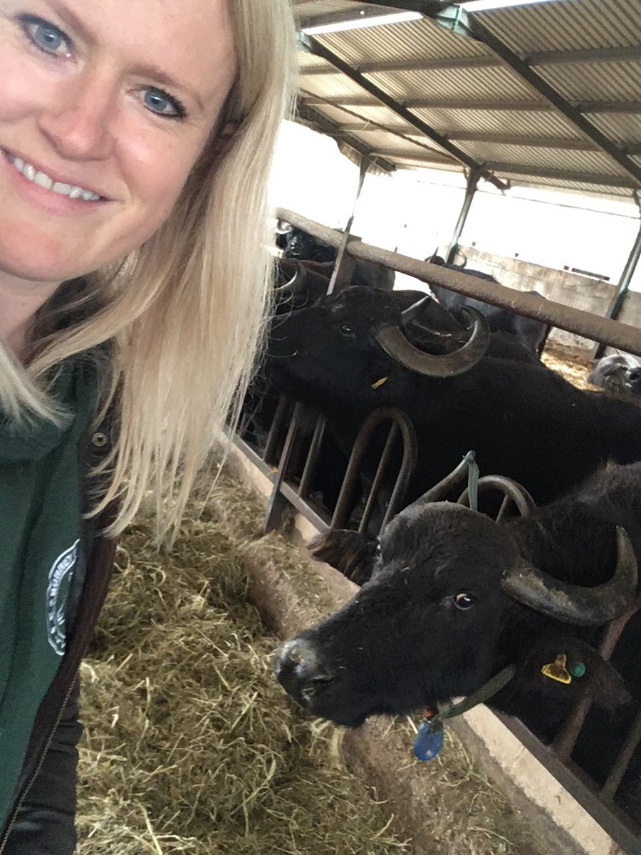 farmgemma's tweet photo. Today was the final commercial farm trip of the year that Richard @FarmersCompany &amp; I have organised. We took Surrey Docks, Wellgate &amp; Lambourne End young farmers to @Laverstoke buffalo farm to learn about commercial farms &amp; careers in the industry; &amp; it was another huge success! https://t.co/cMXRPk2NCy