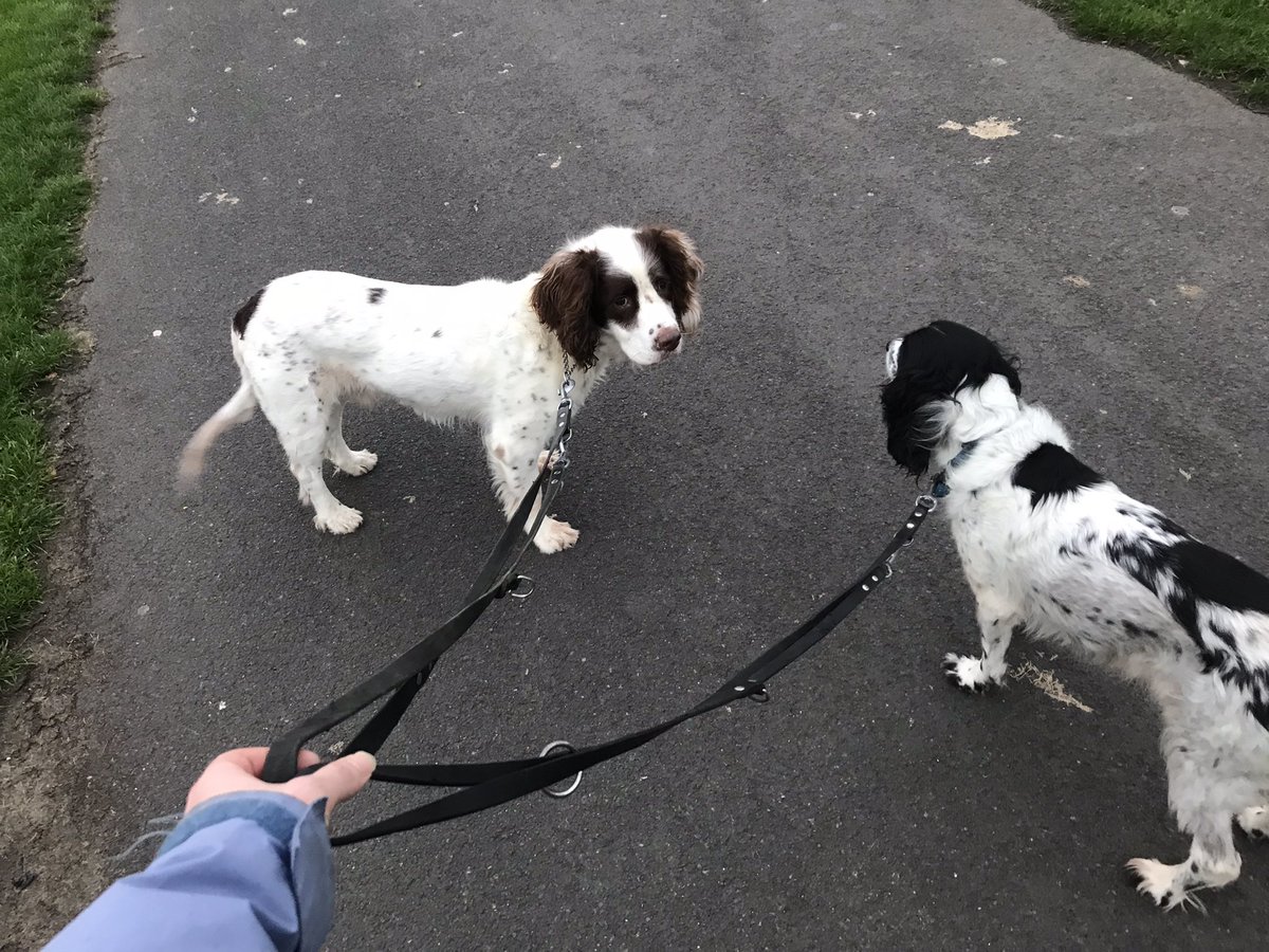 benjaminbiol's tweet image. Absolute pleasure to dogsit Mouse and Blake today