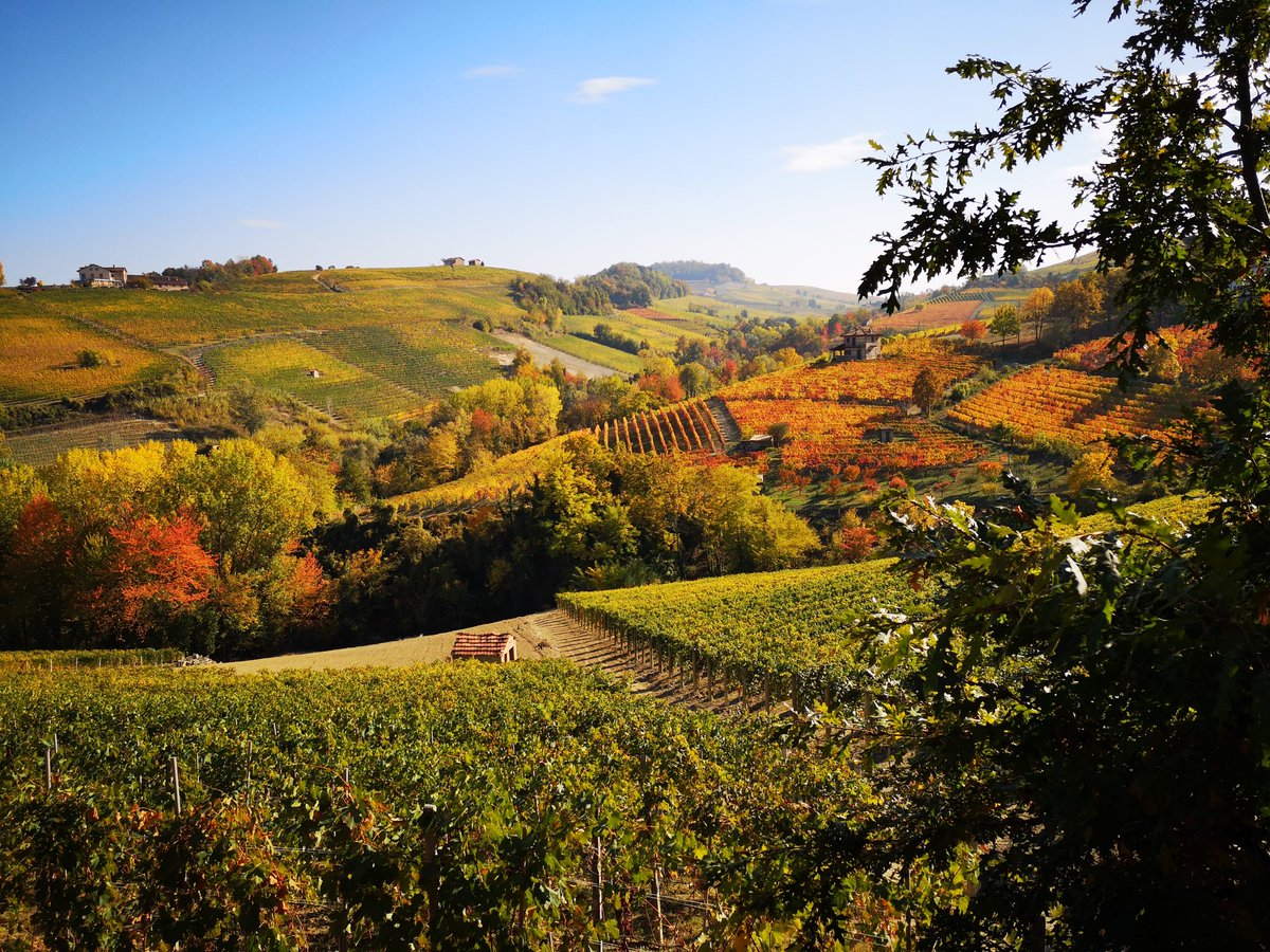 More glorious colours of the Barolo vineyards.... #Barolo #vineyards #italianwine #italy #Langhe #piemonte #italianvines #autumn #autumnleaves #autumncolours