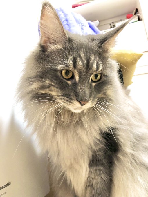 メインクーンのtwitterイラスト検索結果 古い順