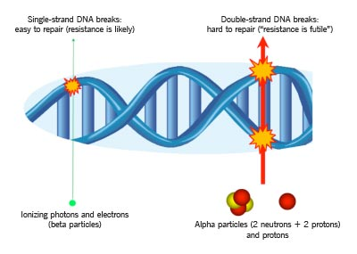 ApuntesCiencia's tweet photo. Segundo, el #astato es útil contra el #cancer precisamente por que es radioactivo. Son las partículas α que emite el astato en su proceso de descomposición radioactiva las que destruyen las células cancerosas (entre uno y diez átomos para destruir una célula) • Imagen ConsultQD https://t.co/sUbA3wUj8C