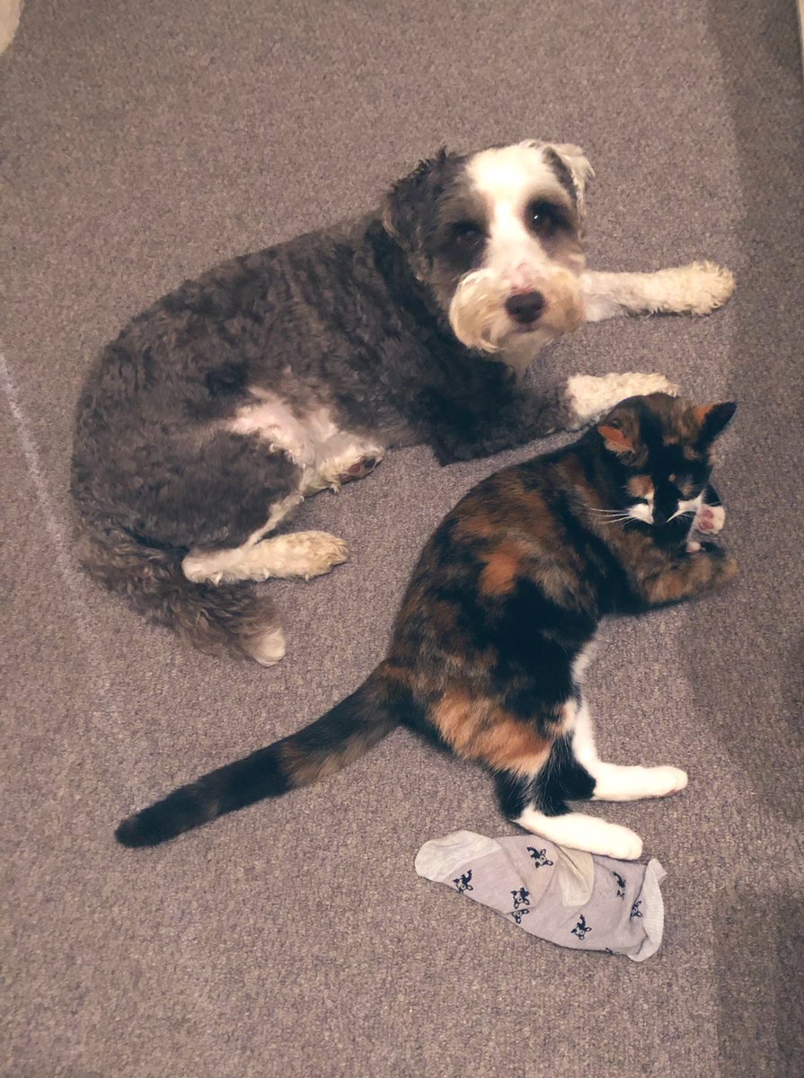 bemorebob2's tweet photo. Mum in the shower. We wait here. Betty!! Did you steal that sock??! ๐งฆ #CatDidIt https://t.co/DPtcv3jGK2