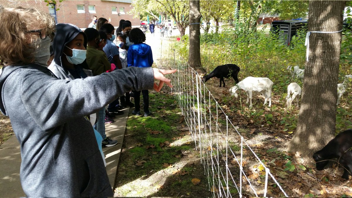 WCPSS's tweet photo. Goats from @GoatSquad_NC are clearing poison ivy and brush to make yet another outdoor learning space for students at @MECME_School! It's eco-friendly, fun, and a great learning opportunity  - in keeping with the school's Environmental Connections magnet theme! @wcpssmagnets https://t.co/KsHM6scJ3r
