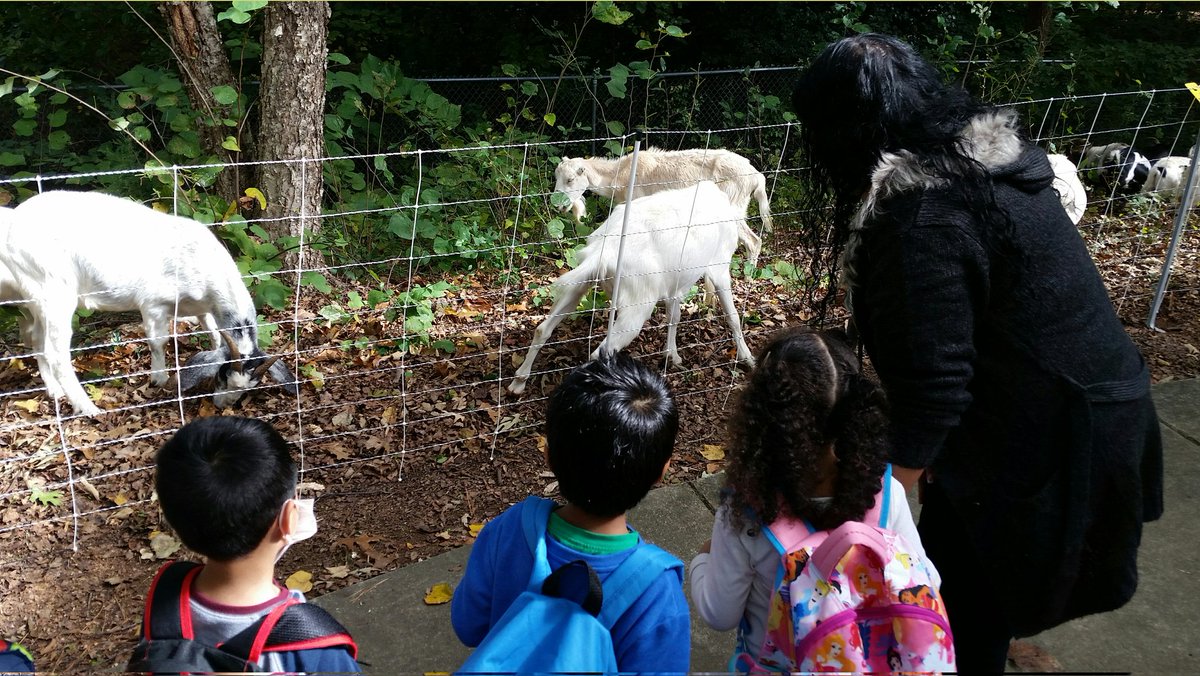 WCPSS's tweet photo. Goats from @GoatSquad_NC are clearing poison ivy and brush to make yet another outdoor learning space for students at @MECME_School! It's eco-friendly, fun, and a great learning opportunity  - in keeping with the school's Environmental Connections magnet theme! @wcpssmagnets https://t.co/KsHM6scJ3r