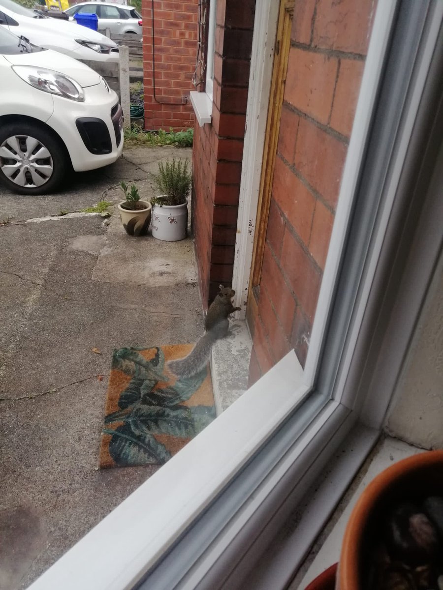 polly_wade's tweet photo. He knocked but no answer https://t.co/VDclhAapz4