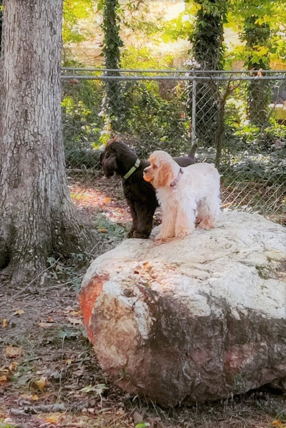 CockerGuild's tweet image. It's not quite the "King of the world" scene but it's their version. lol