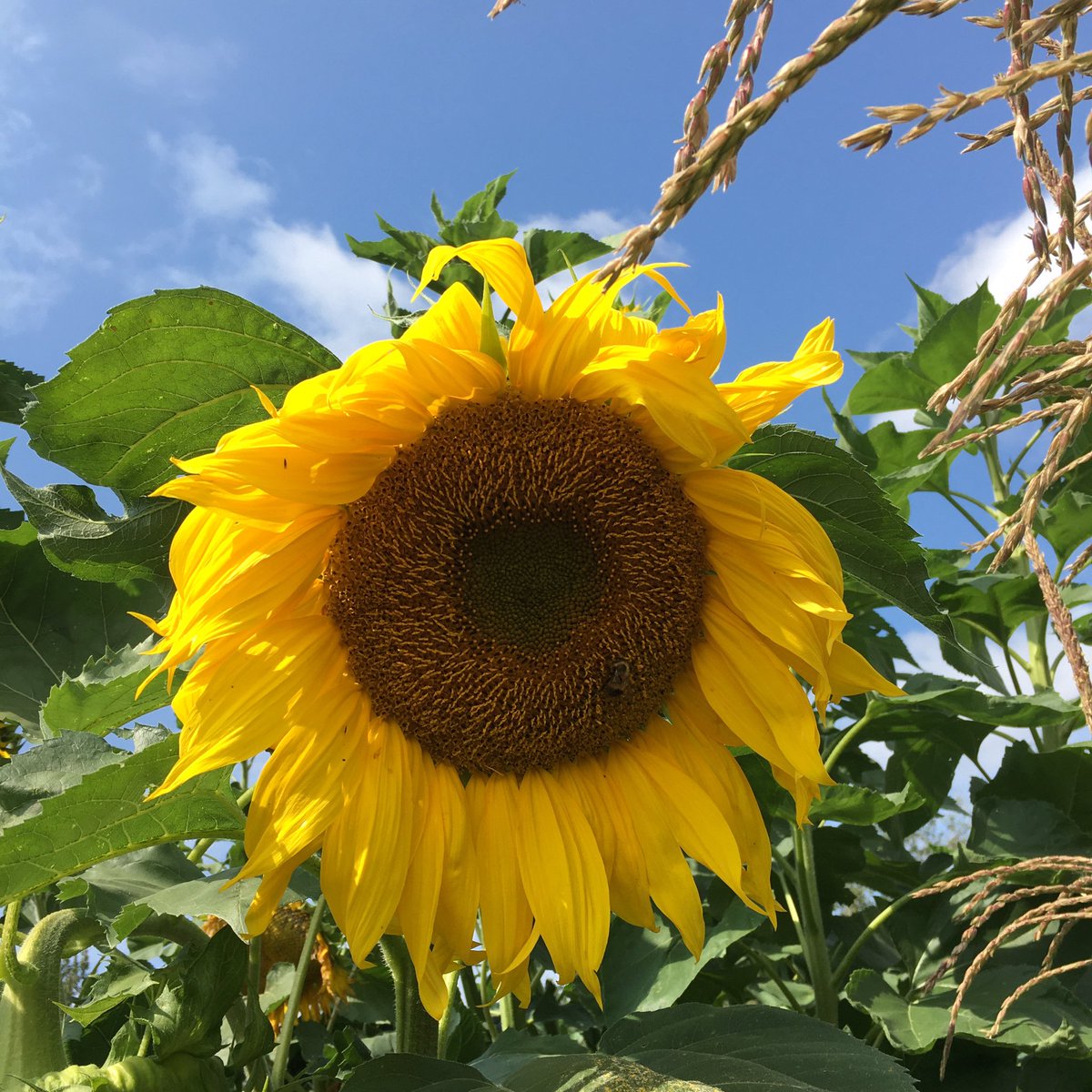 RecAndWellness's tweet photo. Throwback to an incredible growing season at @lfg_yeg!🌻 #recandwellness https://t.co/rtDnPBKAcL