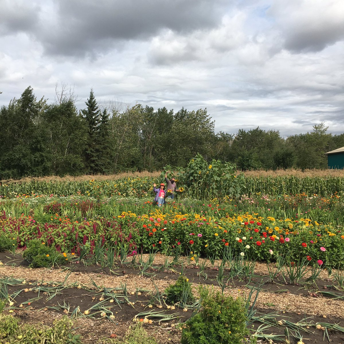 Throwback to an incredible growing season at <a href="/lfg_yeg/">Lady Flower Garden</a>!🌻 #recandwellness