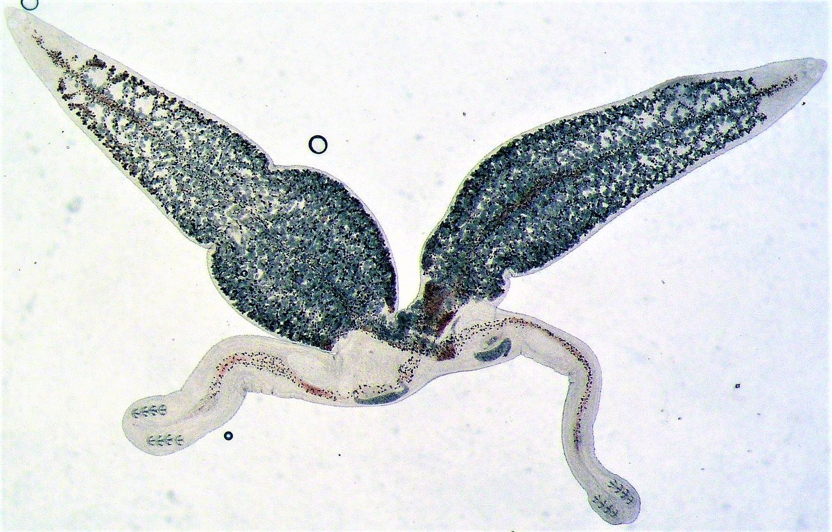 NicoJSmit1's tweet photo. Day D of #ParasiteABC have to be Diplozoon. This genus of monogenean worms are fascinating in looks and lifestyle. Living on fish gills larvae only mature when 2 fuse permanently to form a X or H shape organism. Who though monogamy in parasites! 📷 - Prof Wilmien Luus-Powell https://t.co/5VHv6eoVsB