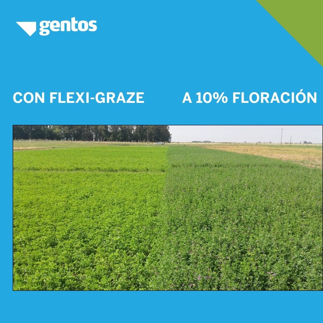 GentosUy's tweet photo. Manejo de Alfalfa en Primavera ☘️
👉 La alfalfa es uno de los recursos de mayor calidad y generalmente de los más costosos, por eso es importante ser lo más eficiente posible en la utilización del mismo para poder obtener las mayores ganancias y con un - desperdicio de la biomasa https://t.co/Vn9QtjiaGe