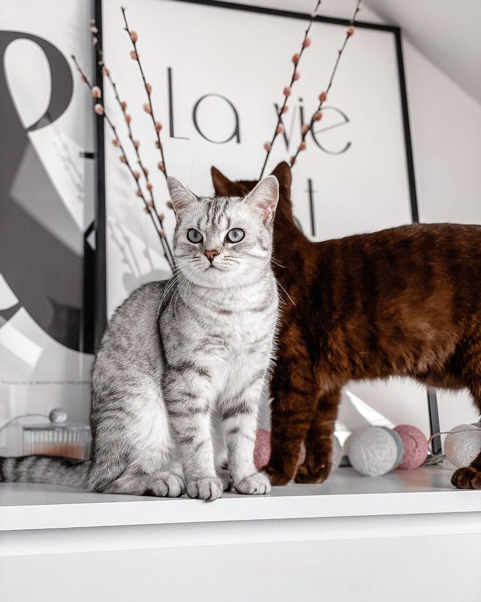 HepperOfficial's tweet photo. What would we do without friends? Especially fur-friends 😻photo via @misswithmeow

#hepper #British #short #hair #shorthair #TABBY #CatsOfTwitter #cats #CatsofTwittter #catsofinstagram #catstagram #CatsLover #catsoftwitteer https://t.co/MkIGxDynMd