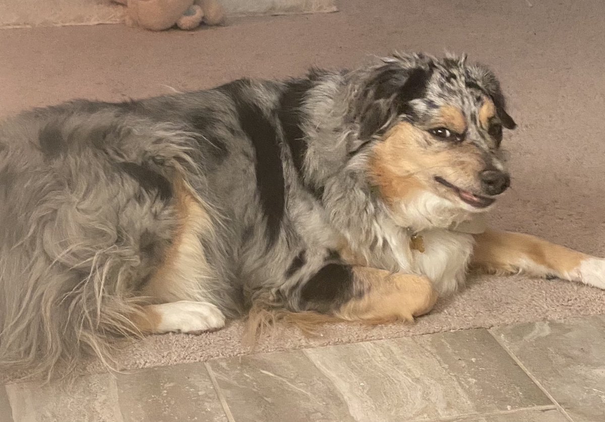 No one judges me harder than my dogs