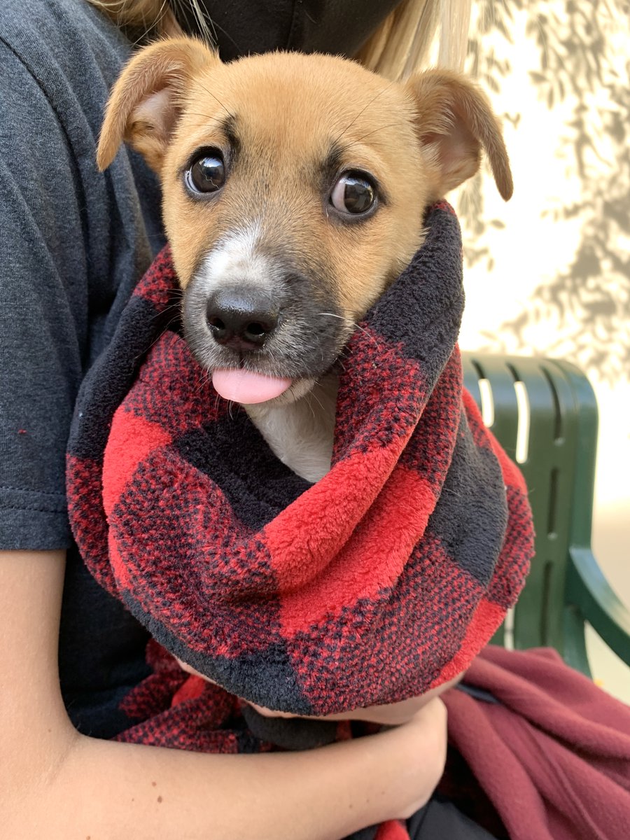 AntiCruelty's tweet photo. Our animals love a good blanket to snuggle up with! When you buy a Tall Tails blanket online or from your local Kriser's store, you are helping provide a blanket for our shelter pets. For every blanket you buy, one will be donated to a dog in need. https://t.co/XKFqtmqfHP https://t.co/I2dskZfSII