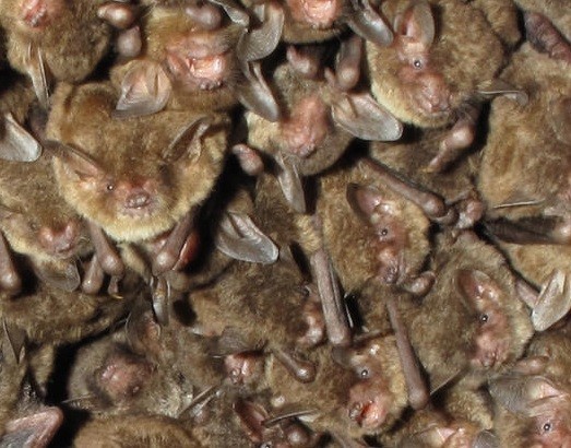 fsWoodLab's tweet photo. Healthy forests need healthy bats –and healthy bats need healthy forests. A new booklet explains how anyone who manages or takes care of a forest can also help bats.
#SaveTheBats
https://t.co/6Dp6dZjlI8 https://t.co/NgCEm6VxHh