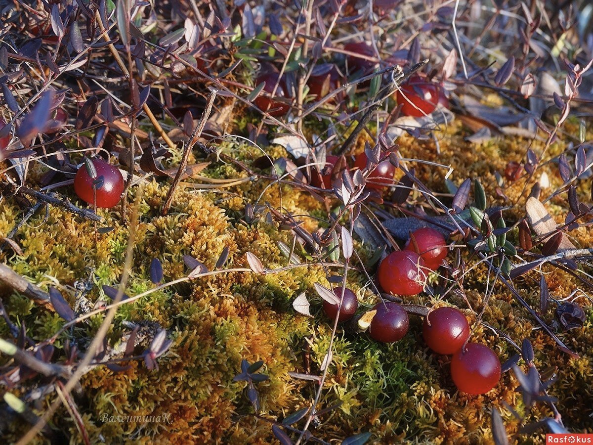 в каком болоте растет клюква. клюква болотная куст. брусника клюква болото. сфагнум мох клюква. клюква болотная.