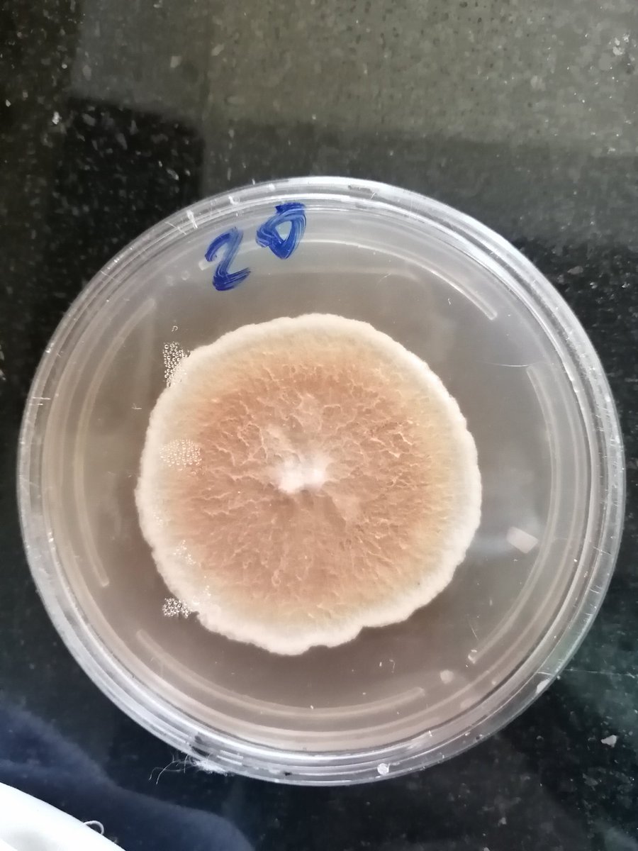 Emanhabib55's tweet photo. عشوائيات ميكروبيولوجية 🧫🦠
#microbiology_lab #fungi https://t.co/ywm5BnZW3x