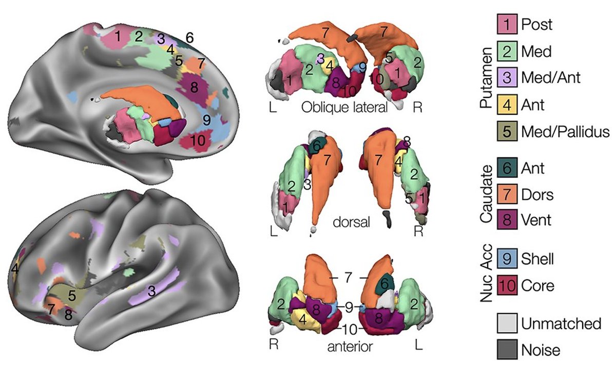 dillannewbold's tweet photo. So excited to be part of this incredible project led by @gordonneuro @ndosenbach and several others @WUSTLmed. We used highly-sampled, individual-specific fMRI to identify functional networks spanning the #basalganglia and #PFC https://t.co/FeAbvRdTPW https://t.co/DkDh2AGLSp