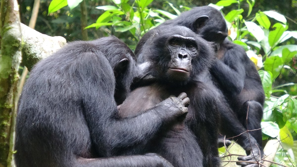 Please share! Seeking a data manager (half-time) for the Pan Lab <a href="/HarvardHEB/">Harvard Department of Human Evolutionary Biology</a>. come work with us -   bit.ly/3E5YxQ1