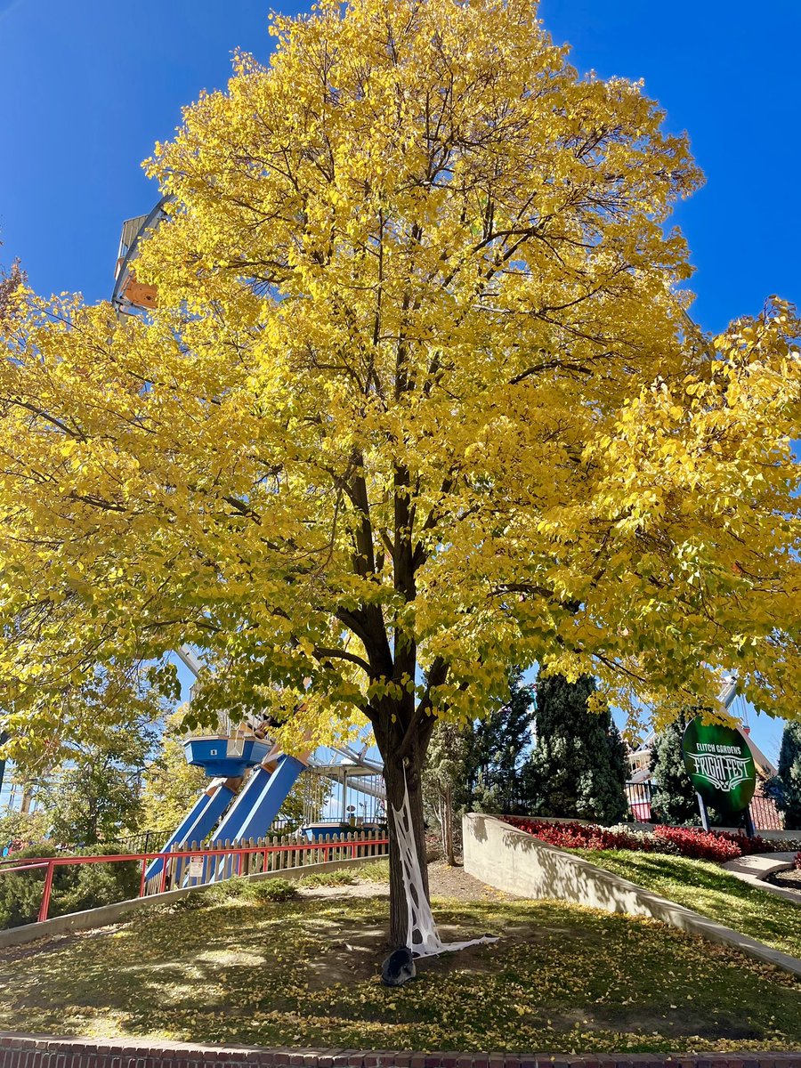 joliedubois's tweet photo. Got a little carried away taking fall pictures today. 🍃🍂🍁 #ElitchGardens https://t.co/2PjJvCPkO4