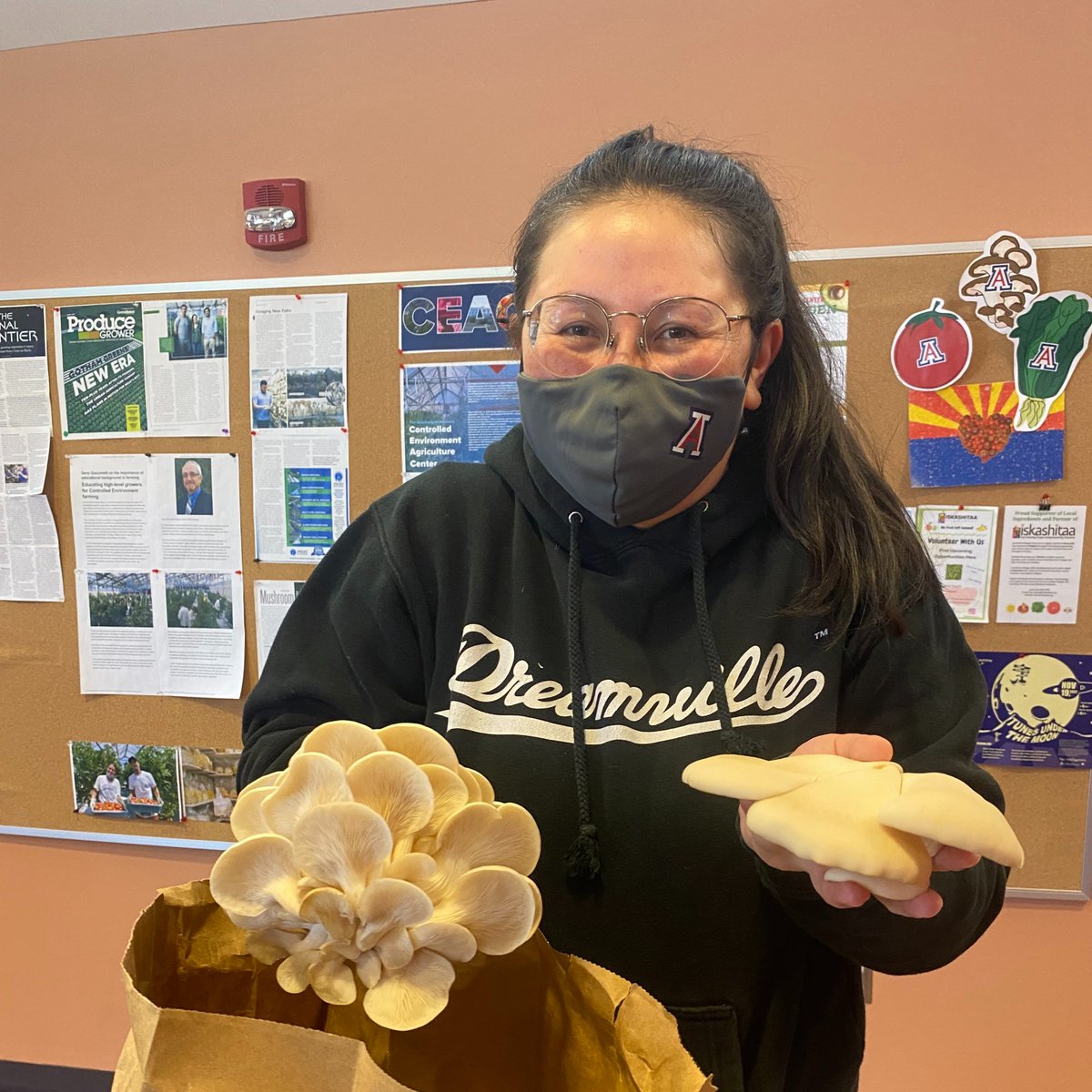 Ph.D. student, Chrisa Whitmore, had a wonderful harvest from her project this morning! She’s looking at different substrates, such as straw/cotton seed and oak/soy pellets, for testing the best bioefficiency for different mushroom species.
 #oystermushrooms #mushroomcultivation