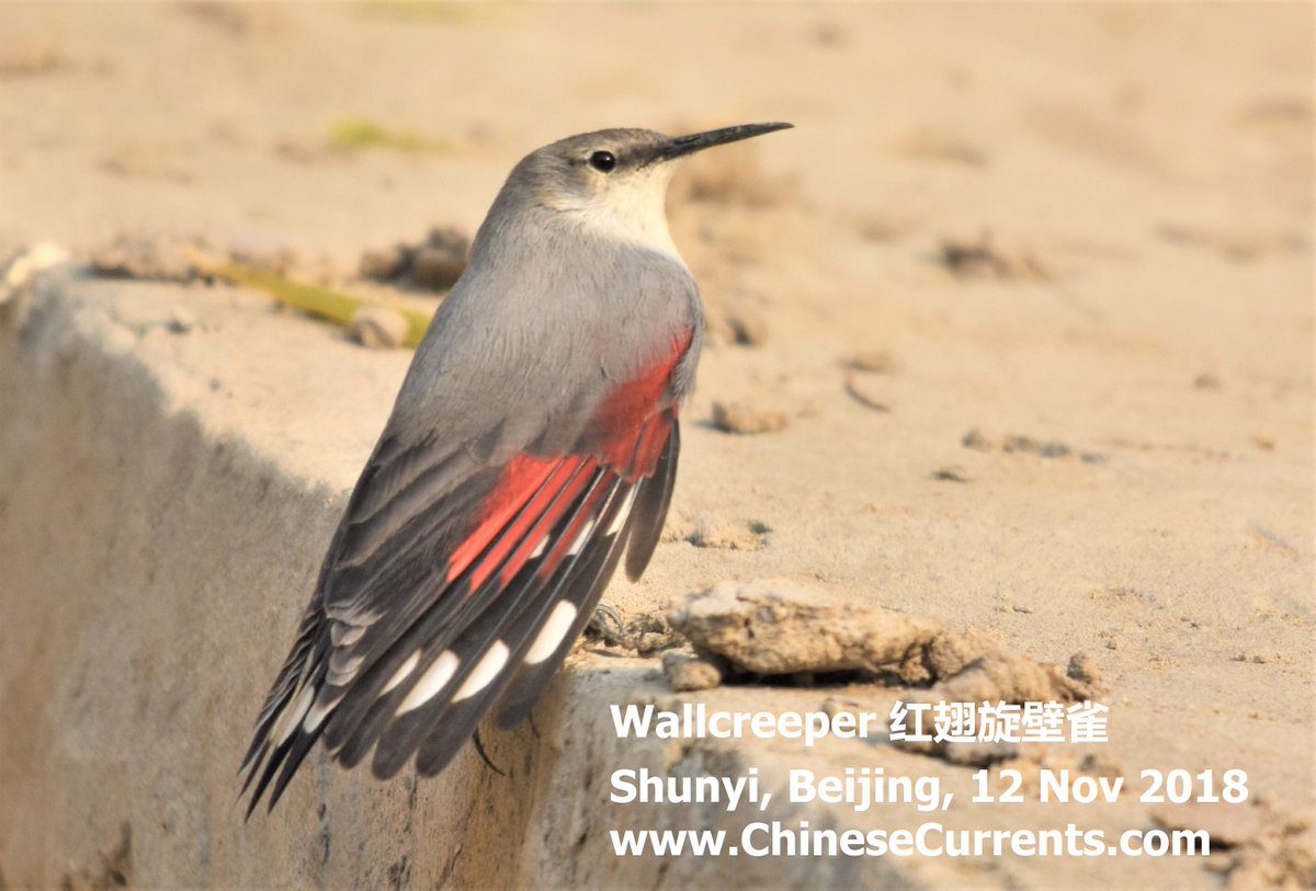 ChineseCurrents's tweet photo. Three years ago today, Terry @BirdingBeijing kindly
phoned me with news of a Wallcreeper 红翅旋壁雀
he'd found, while walking home (as you do).  
An amazing find - given it was in 'lowland' urban Beijing (Shunyi district).
Here's my favourite photo of the hundreds I snapped. https://t.co/d5uuVpIDq9