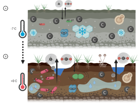 EuroGeosciences's tweet image. Some of the oldest organisms on Earth are tiny microbes living deep in the permafrost, but did you know that they can also have a big impact on our climate? On @EGU_CR #EGUblogs @Maria_Scheel_ explains all about it.

Read more: egu.eu/7BEQ2X/