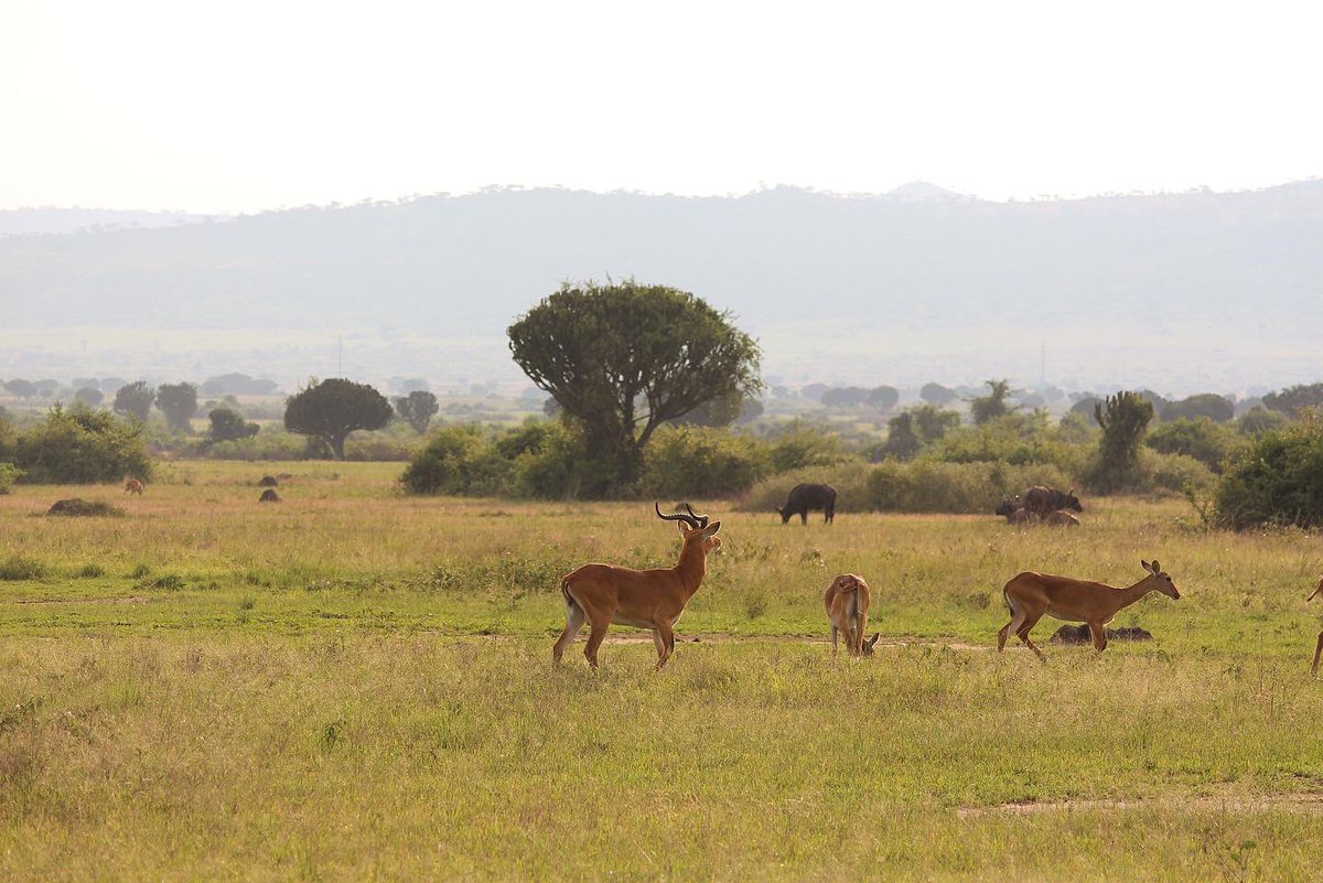 ashprig's tweet photo. More of Uganda’s biodiversity in pictures.

📸 @ashprig 

#VisitUganda #ClimateAction #COP26 https://t.co/a47xmmsy1Y