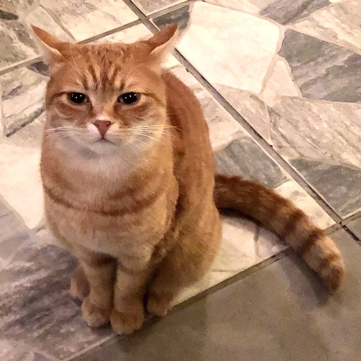RotaAkademi's tweet photo. Kedi ısırmak günah mı, azıcık suratından…? 
Alamadım hırsımı 🙈🥰 https://t.co/PVI3x1a5tF