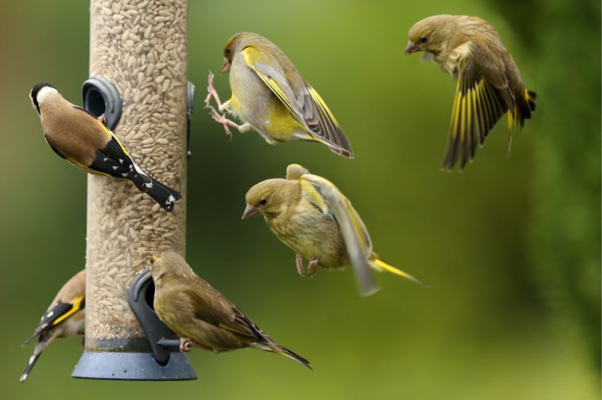 LytchettP's tweet photo. Last winter @ianballam & @NarwhalSh set up a small feeding stn at #RSPBLytchettFields Pool viewpt. Thanks to support from @RSPBArne we will be repeating this yr. We could do with more feeders & a bird table. If have any old ones you could donate please get in touch. #Webpic https://t.co/FBIw8DaFOc