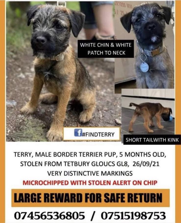 Niffy66's tweet photo. Please share and keep an eye out for stolen border terrier puppy. Taken in Gloucestershire #stolen #borderterrier #stolenpuppy #stolenborderterriers #puppies 
@snoopysue71 @shrewsmorris @ge0_ff @mowermanjimmy https://t.co/osjjQxN8e3