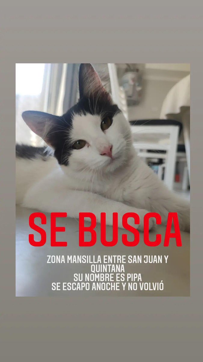 sofibombino's tweet photo. Se perdió mi gatita, por favor necesito encontrarla 😭 https://t.co/jzj5Jspu0A
