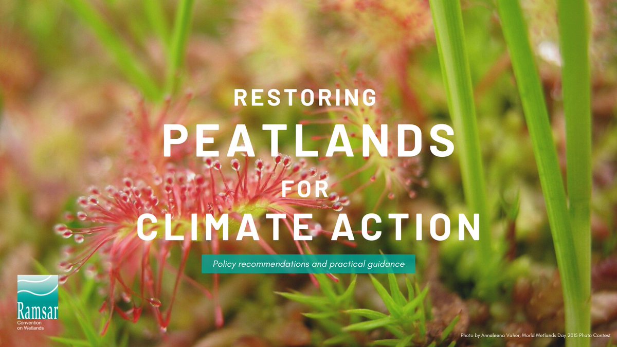 ipbes (@ipbes) on Twitter photo 💭#DYK... Conserving intact peatlands provides essential ecosystem services such as regulating water cycles, purifying water, and supporting a wealth of biodiversity.
Read <a href="/RamsarConv/">Convention on Wetlands</a> new guidance on restoring #Peat for #ClimateAction #COP26
👉bit.ly/3BfbDc3 💭#DYK... Conserving intact peatlands provides essential ecosystem services such as regulating water cycles, purifying water, and supporting a wealth of biodiversity.
Read <a href="/RamsarConv/">Convention on Wetlands</a> new guidance on restoring #Peat for #ClimateAction #COP26
👉bit.ly/3BfbDc3