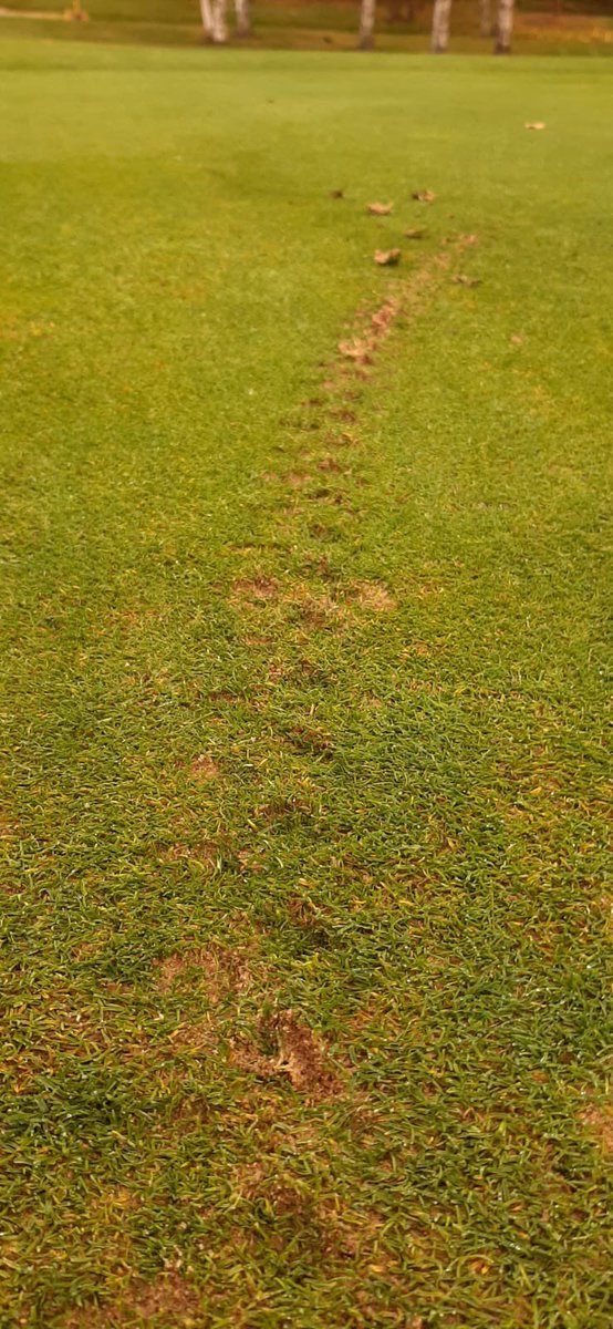 WakefieldGC-Greens tweet media