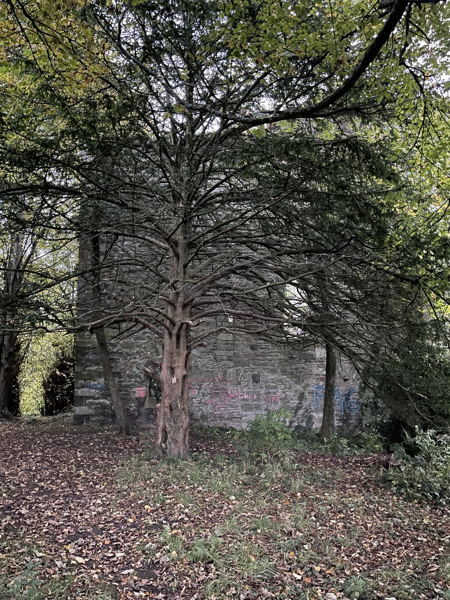 Completely enclosed by trees, it is quite a beautiful surprise to stumble on Kilmahew Castle. #kilmahew #kilmaheweducationtrust #kilmahewcastle #kilmahewestate #kilmahewtowerhouse #scottishcastle #ancientmonument #medievalcastle #argyllandbute