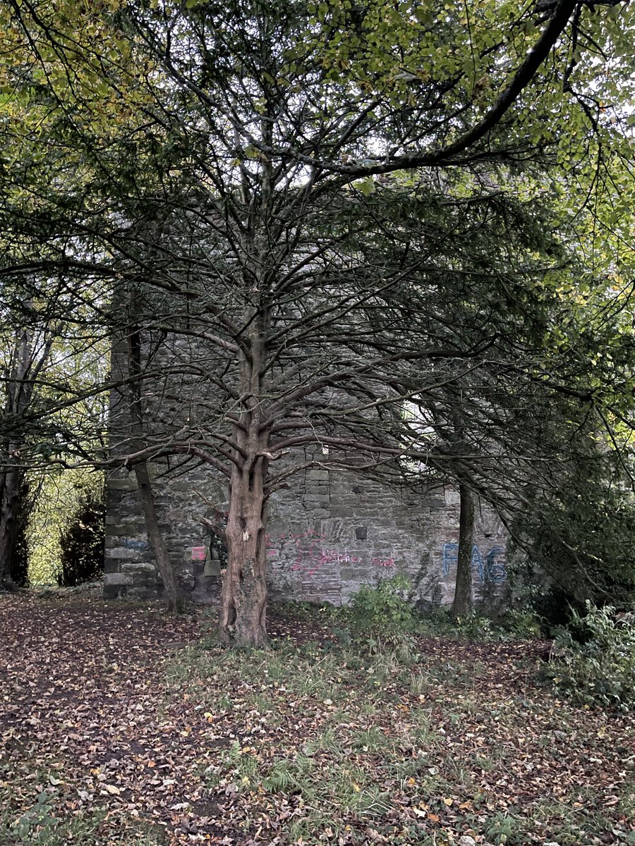 KilmahewThe's tweet photo. Completely enclosed by trees, it is quite a beautiful surprise to stumble on Kilmahew Castle.
#kilmahew #kilmaheweducationtrust #kilmahewcastle #kilmahewestate #kilmahewtowerhouse #scottishcastle #ancientmonument  #medievalcastle #argyllandbute https://t.co/5NjCbn94PY