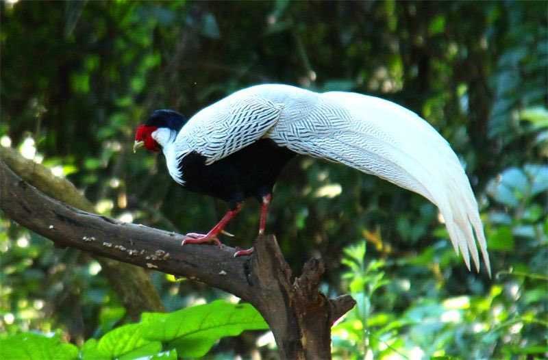 AmazingPuer's tweet photo. #Mangba is a village where #Bulang people live  under the jurisdiction of #Simao District, southwest Yunnan’s #Puer City. The village is famous for bird-watching because about 400 rare #parrots called Derbyan #Parakeet inhabit here. https://t.co/j6slN5THMM