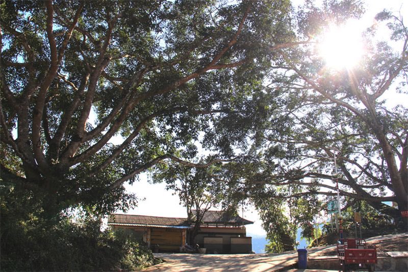 AmazingPuer's tweet photo. #Mangba is a village where #Bulang people live  under the jurisdiction of #Simao District, southwest Yunnan’s #Puer City. The village is famous for bird-watching because about 400 rare #parrots called Derbyan #Parakeet inhabit here. https://t.co/j6slN5THMM