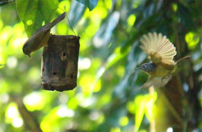 AmazingPuer's tweet photo. #Mangba is a village where #Bulang people live  under the jurisdiction of #Simao District, southwest Yunnan’s #Puer City. The village is famous for bird-watching because about 400 rare #parrots called Derbyan #Parakeet inhabit here. https://t.co/j6slN5THMM