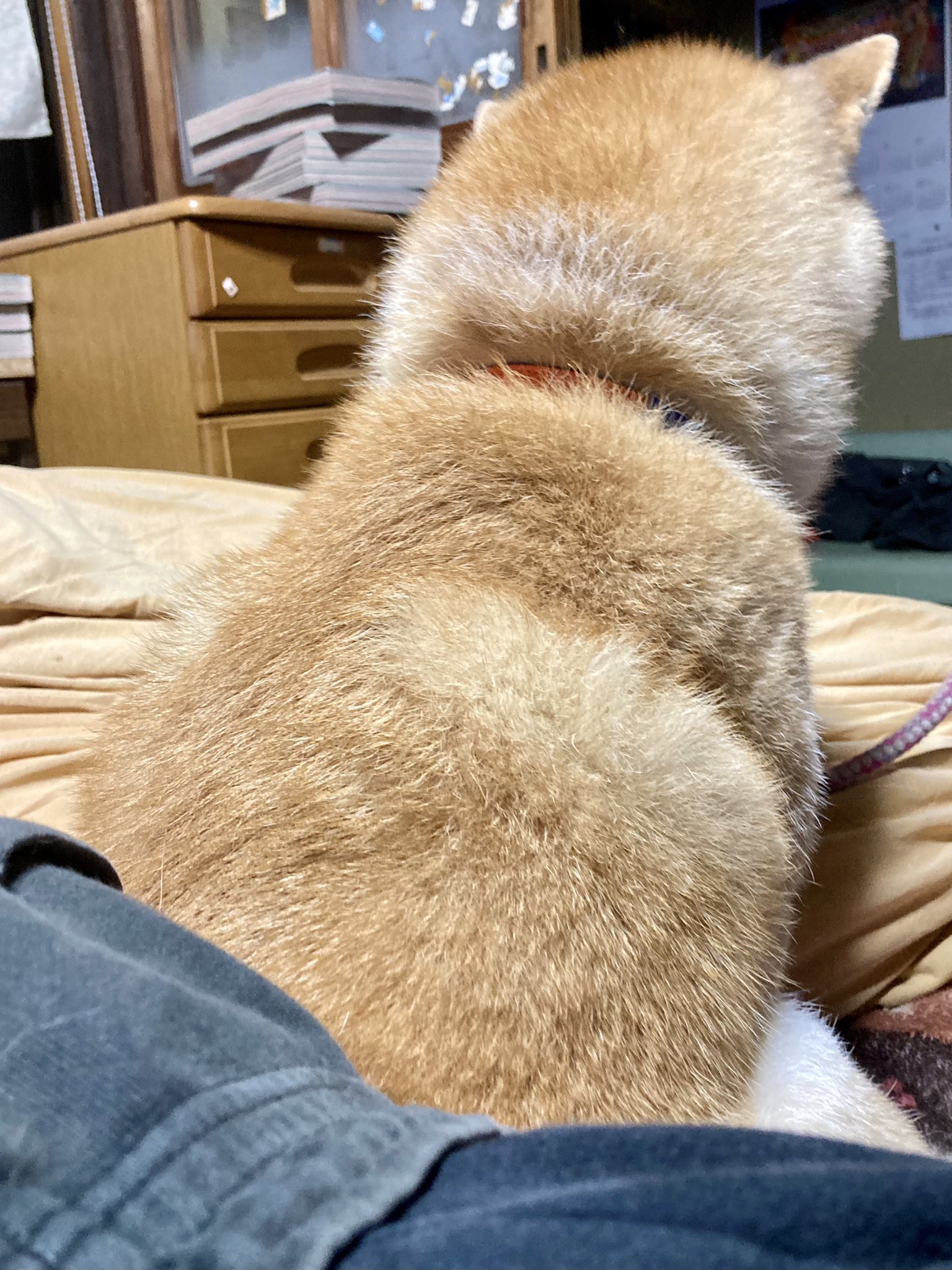 Inubot 夕方に風呂入ってこたつで寝てたら犬から背中と背中くっつけて座りにきてくれたので今日は良い日じゃった T Co Ewci4qsvv0 Twitter