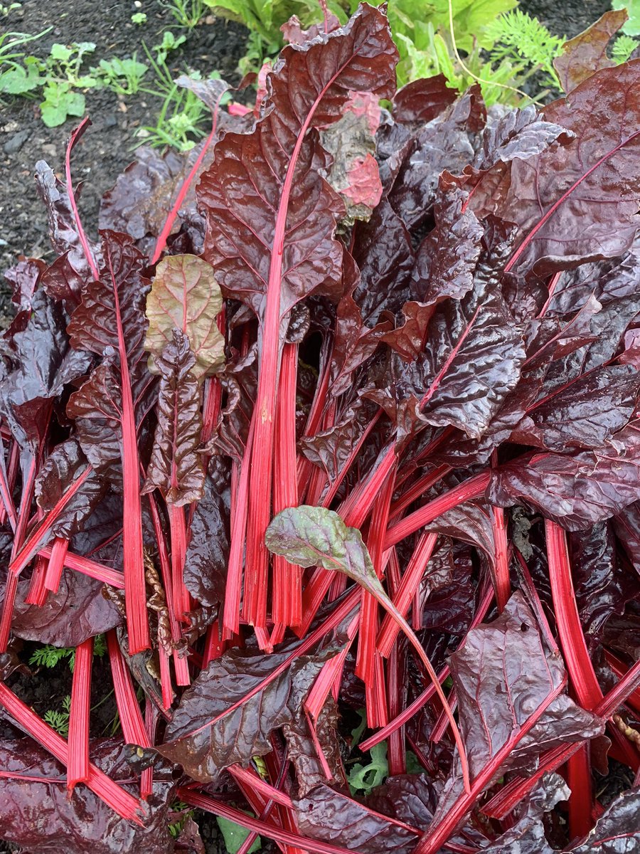 EdibleBristol's tweet image. Chard and pumpkins went to the brilliant @MaziProject yesterday for their fundraiser this evening!! Can’t wait to see what @josh_eggleton and team turn them into!!