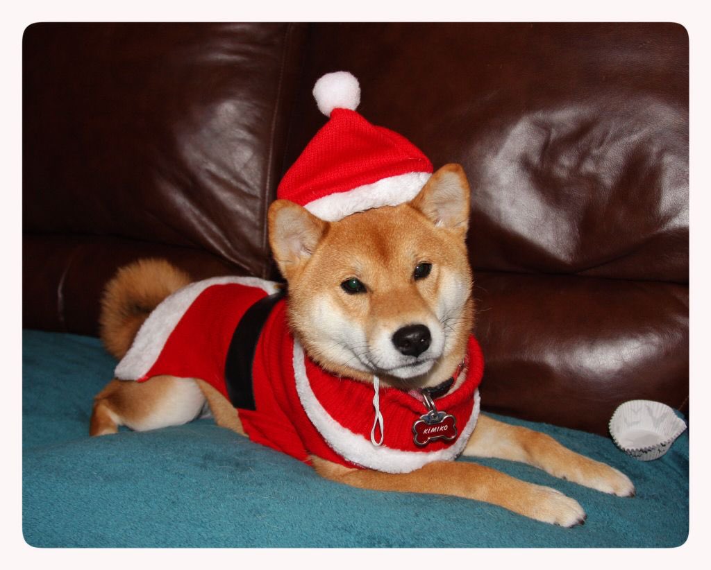 SantaInu_BSC's tweet photo. Hey @elonmusk, will santa inu come to your house this year?

#santainu $saninu #shib #doge #kishu #santacoin #santa #northpole #transparency #christmas #cryptogem #gem #kleekai #saitama https://t.co/HRmlrvbWc6