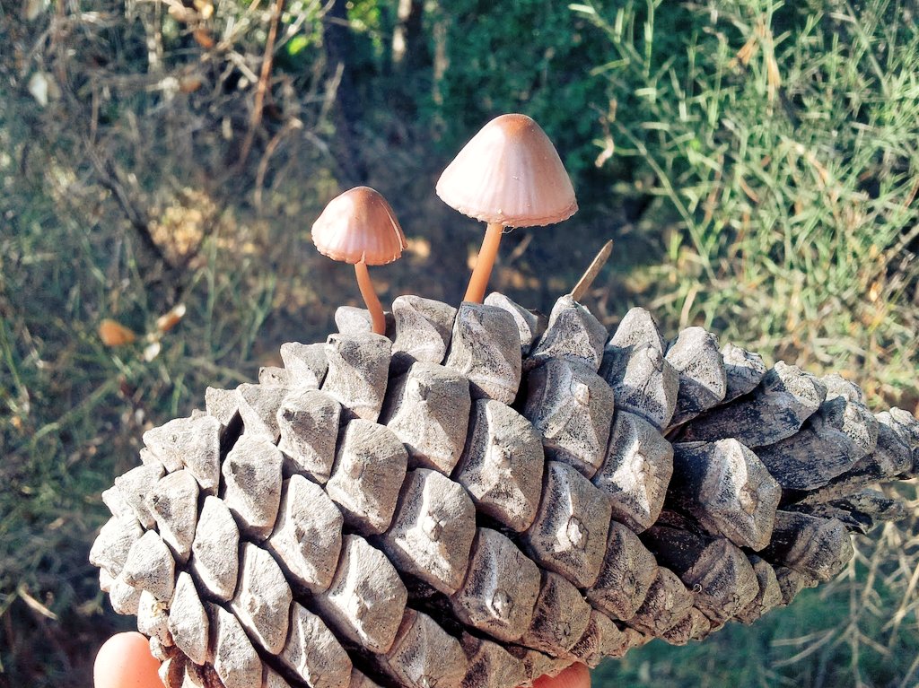 Rooibos (@r00ib0s13) on Twitter photo 